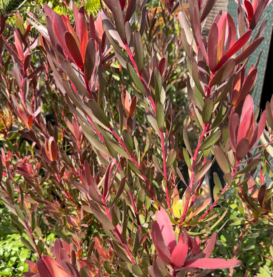 Leucadendron 'Red Gem'