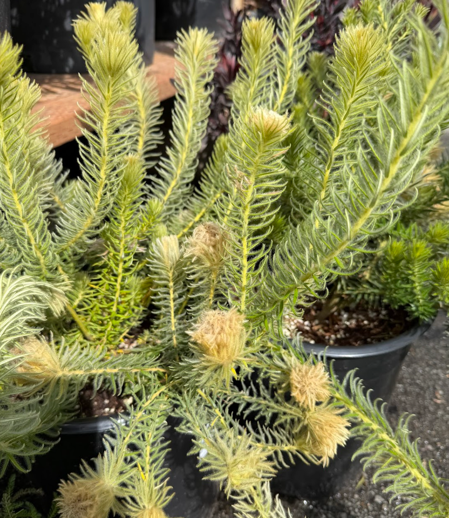 Phylica pubescens