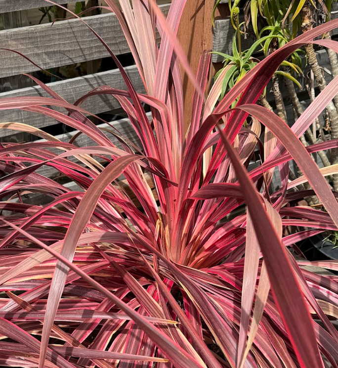Cordyline australis 'Salsa'