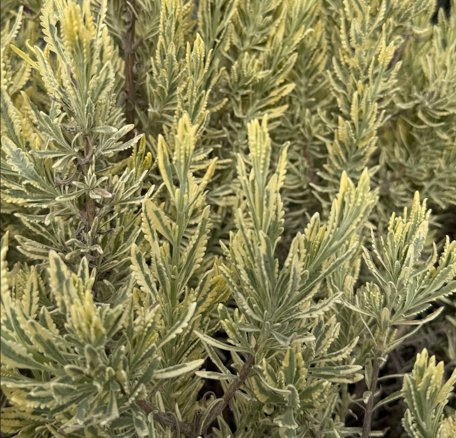 Lavandula allardii 'Meerlo' (French Lavender)