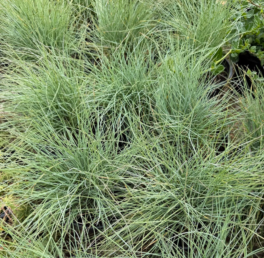 Festuca rubra 'Patrick's Point'