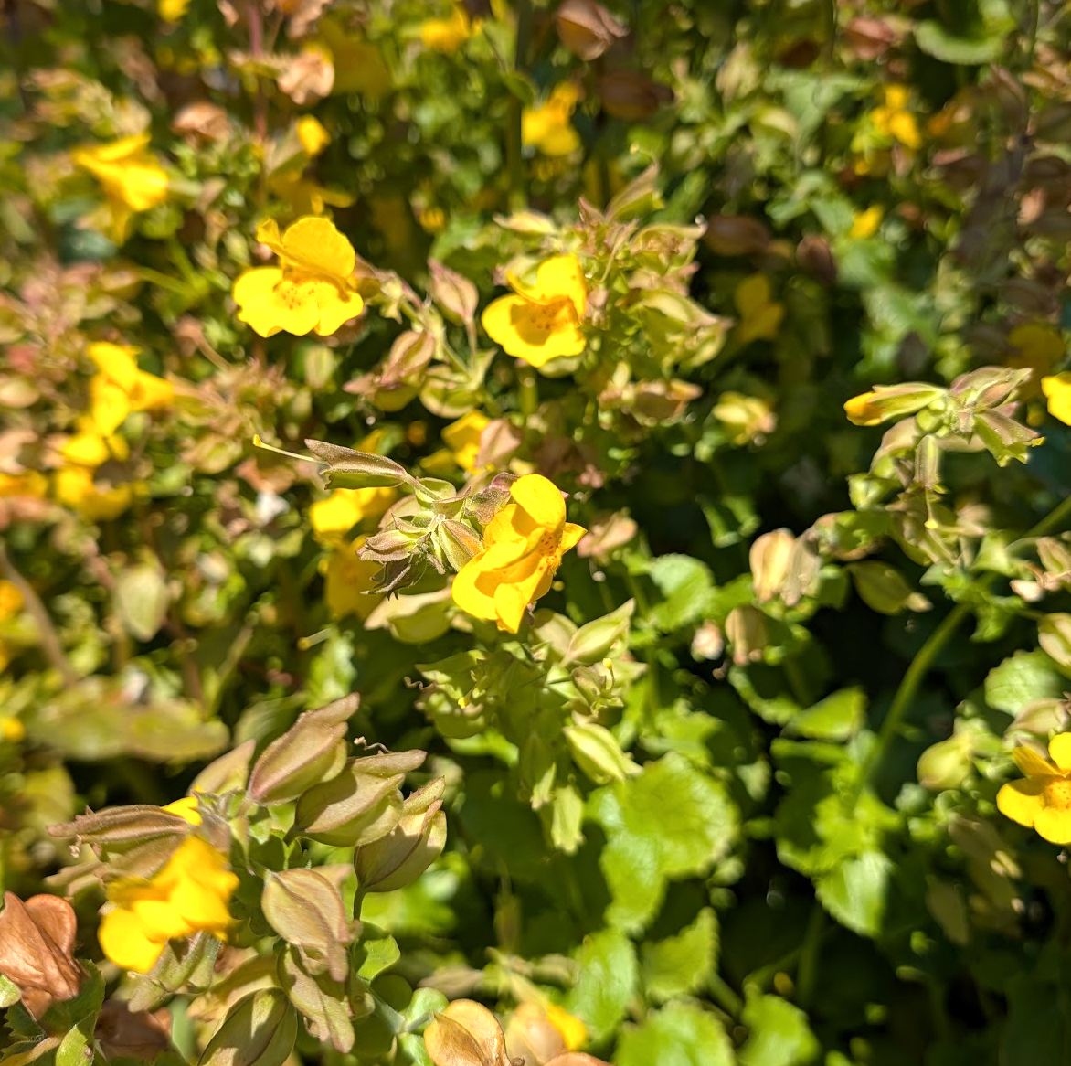 Erythranthe (Mimulus) guttata