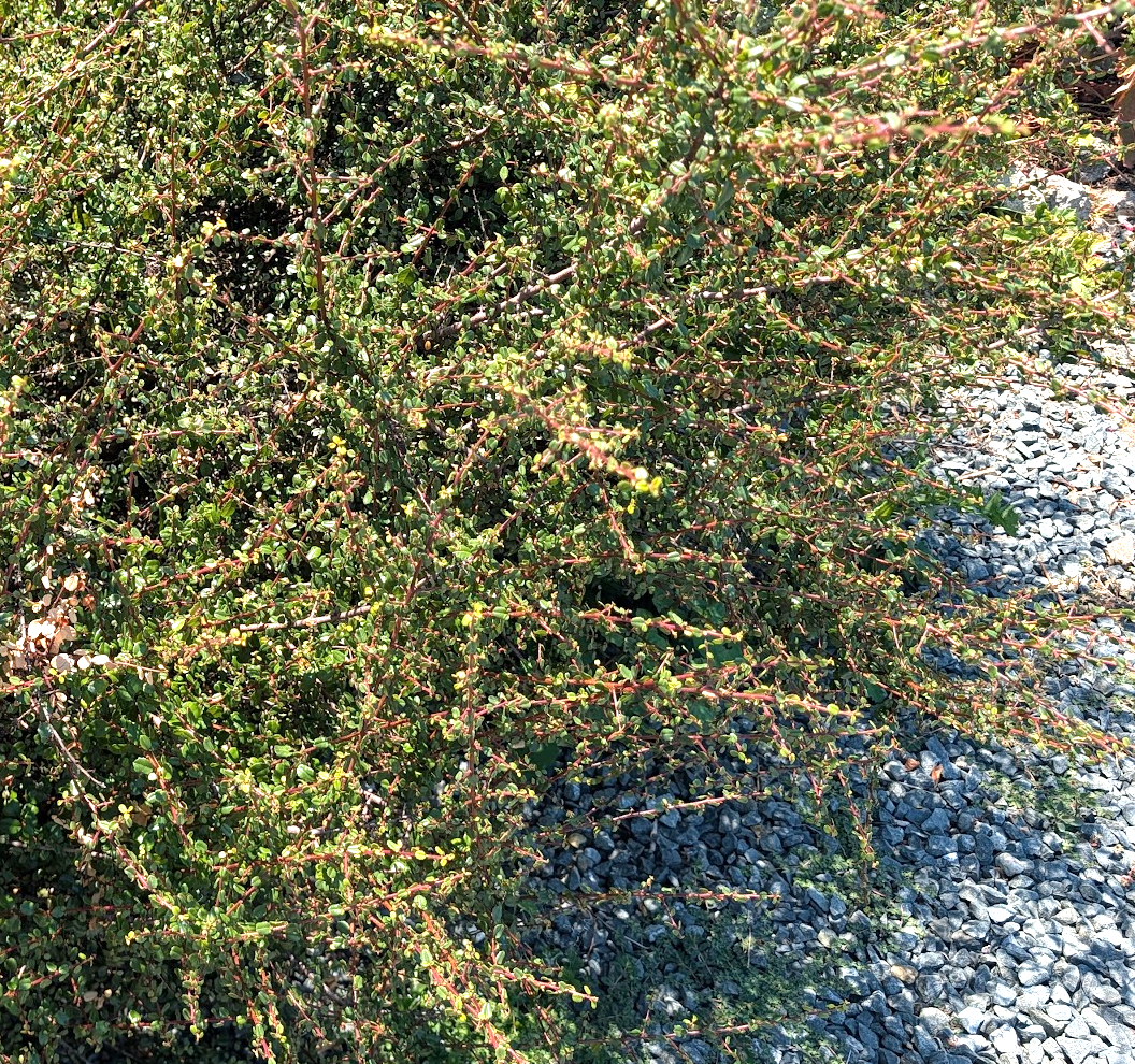 Rhamnus crocea