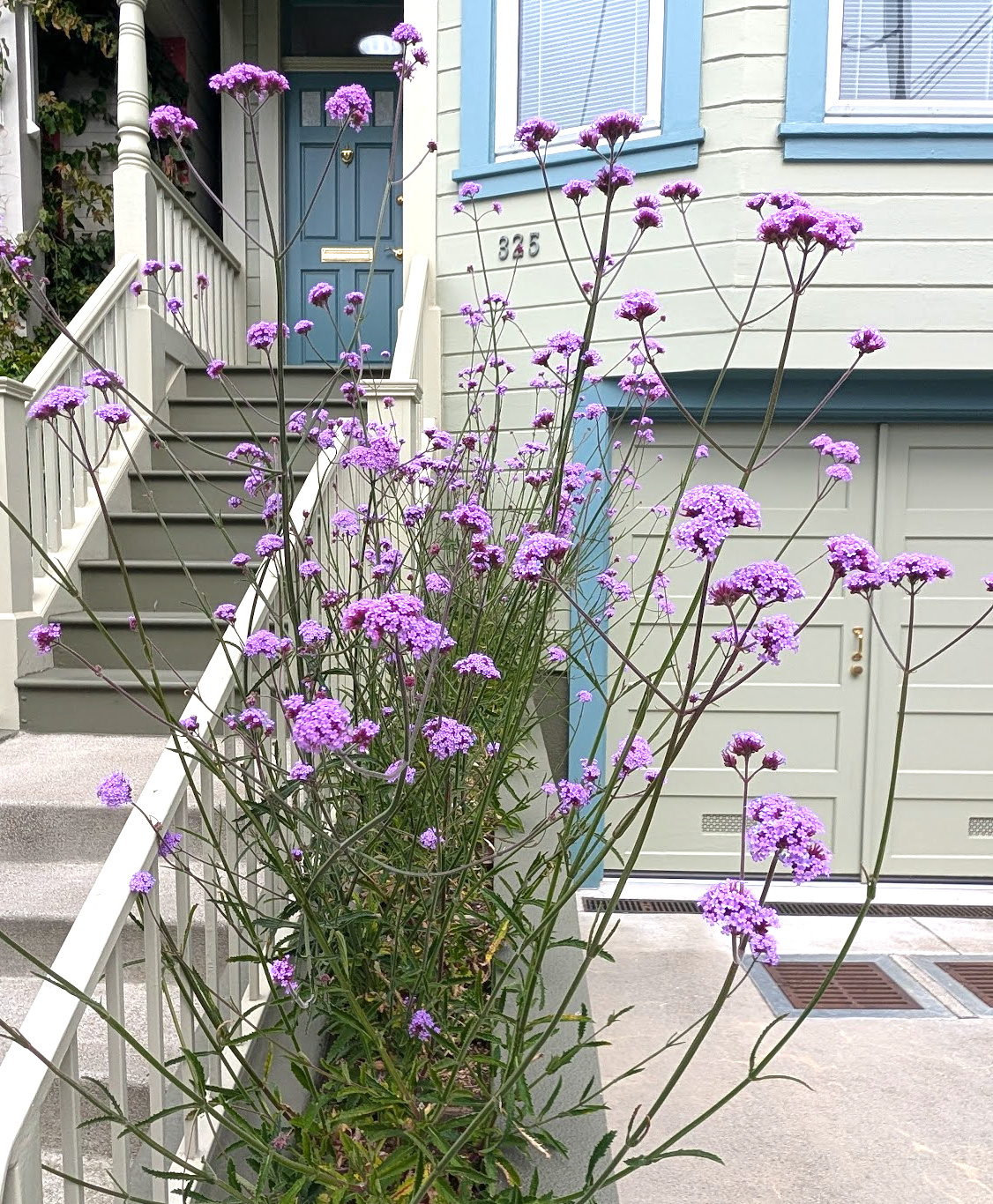 Verbena bonariensis