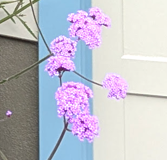 Verbena bonariensis