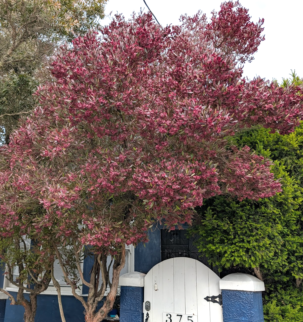 Dodonaea viscosa 'Purpurea'