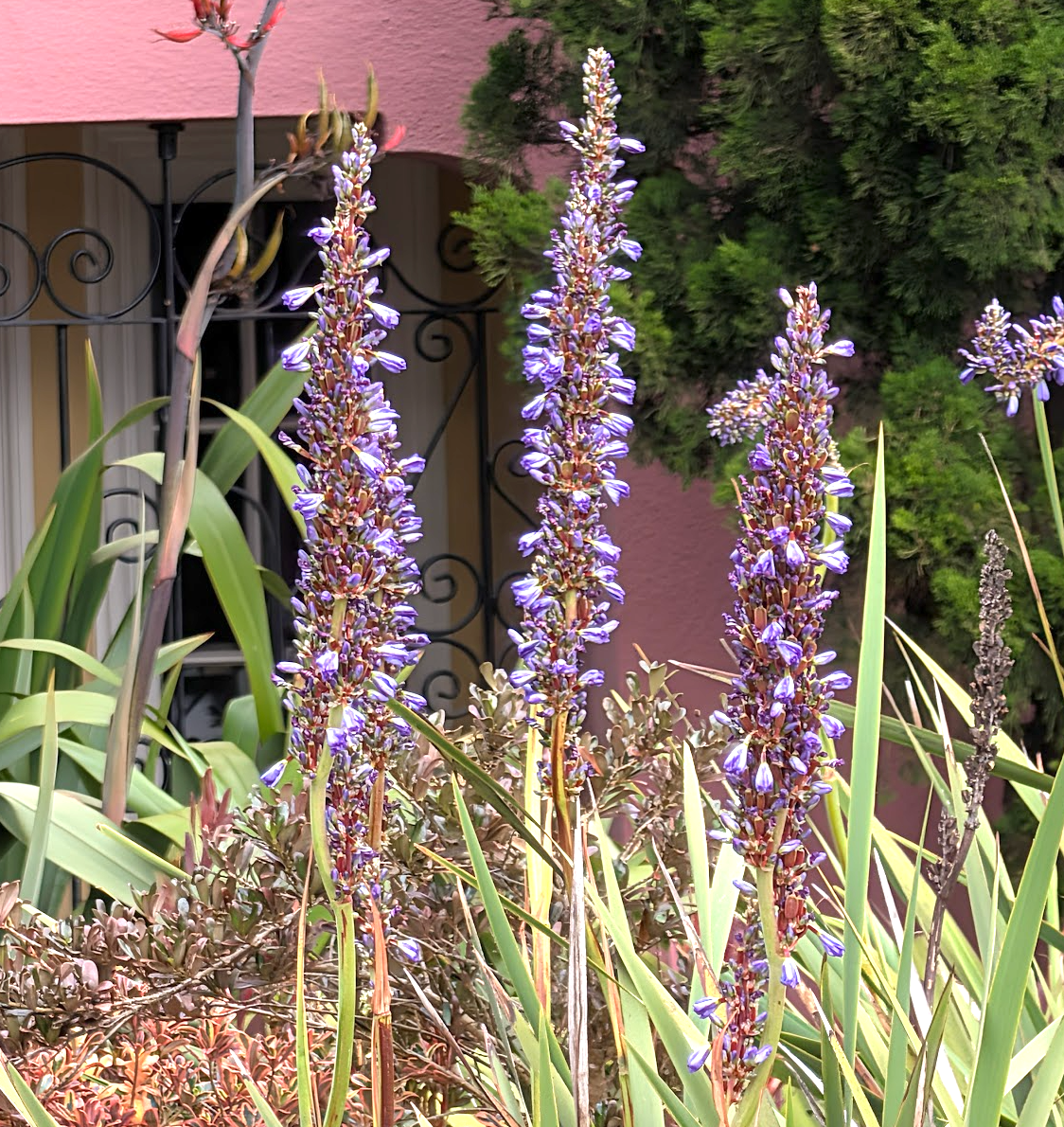 Aristea capitata (major)