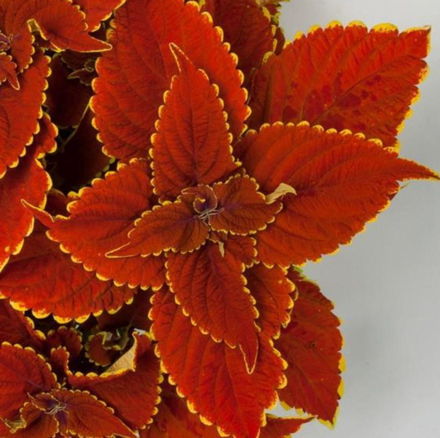 Coleus scutellarioides (Talavera™) 'Sienna'