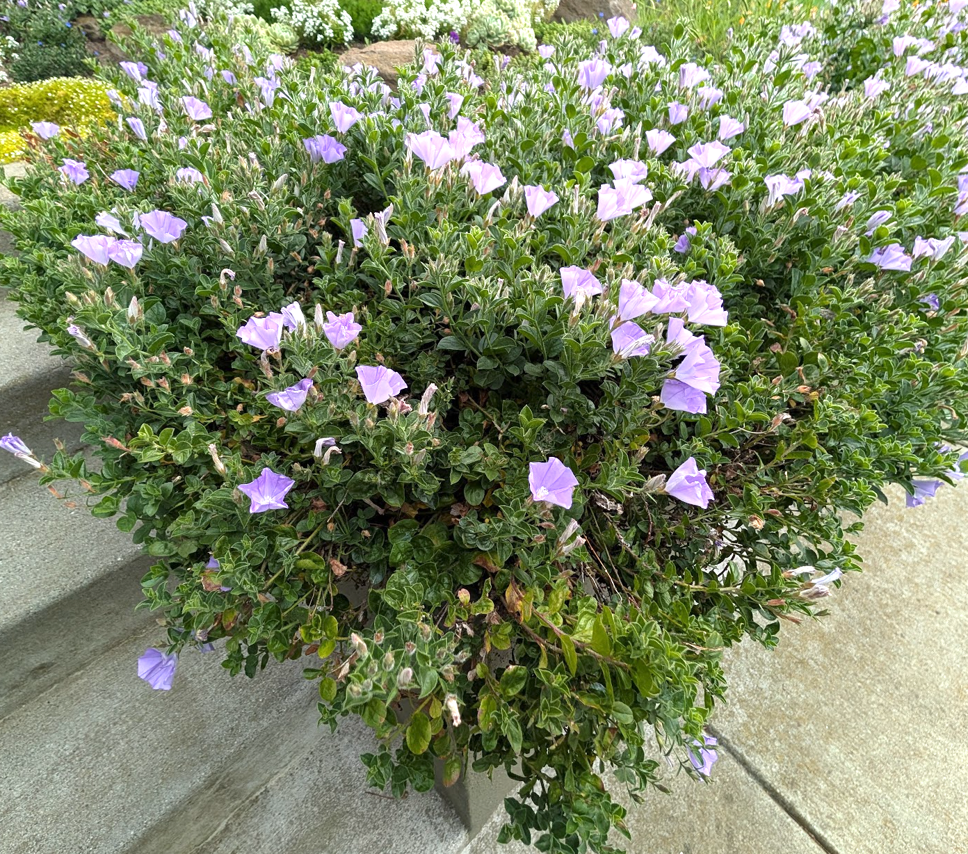 Convolvulus sabatius