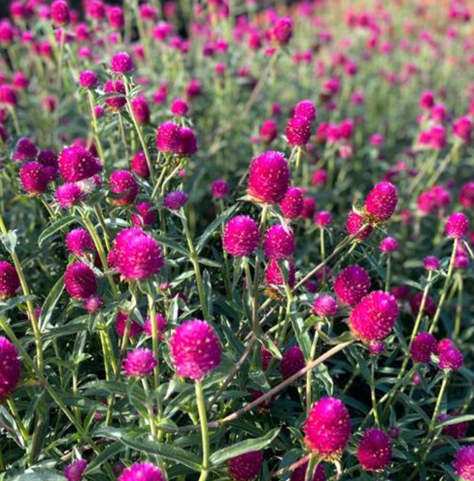 Gomphrena haageana 'QIS Carmine'