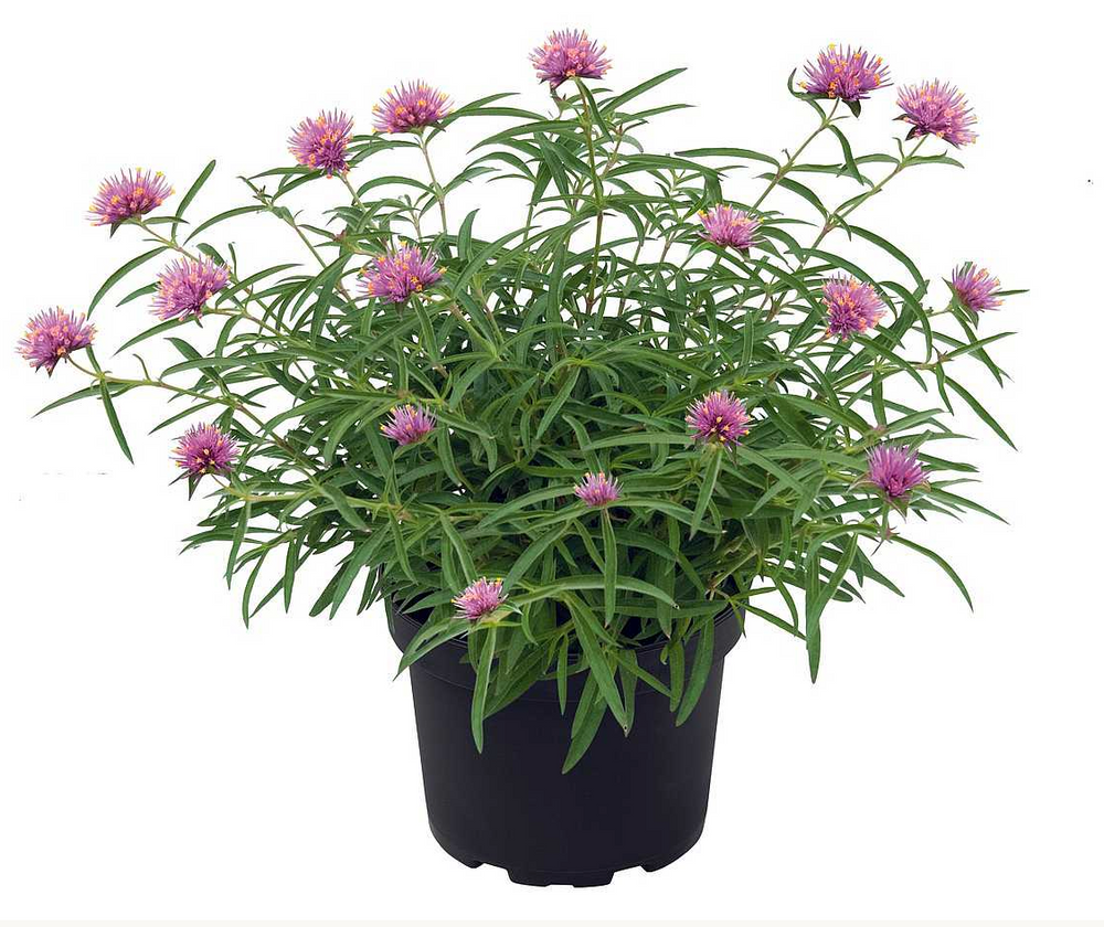 Gomphrena 'Fireball Pink'