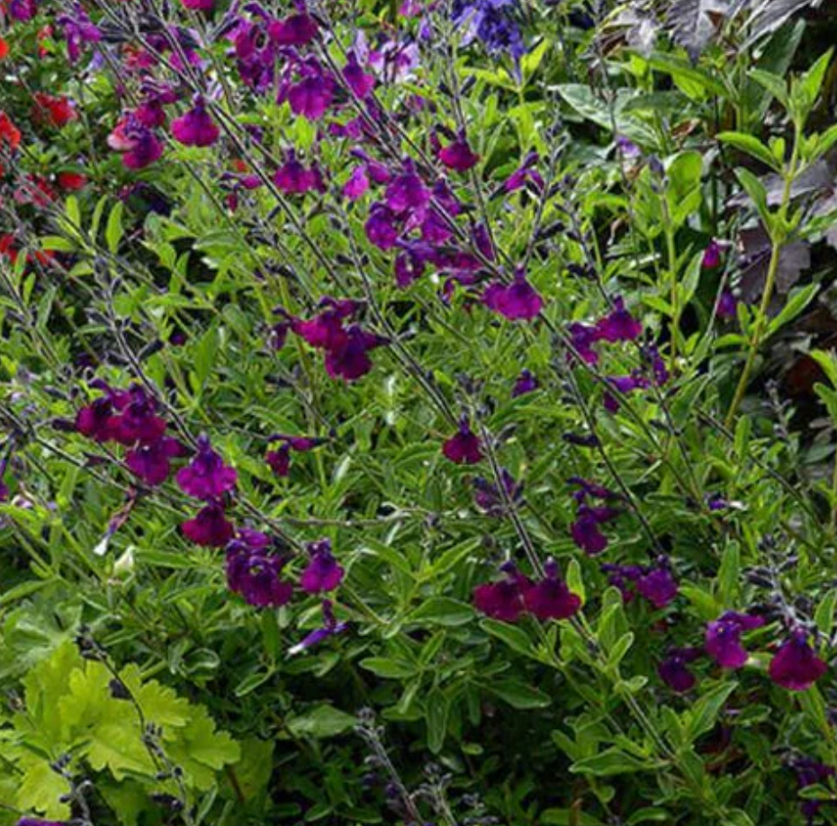 Salvia x jamensis 'Nachtvlinder'