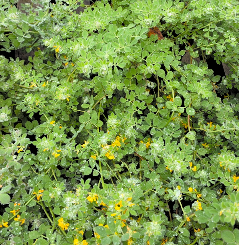 Acmispon heermannii