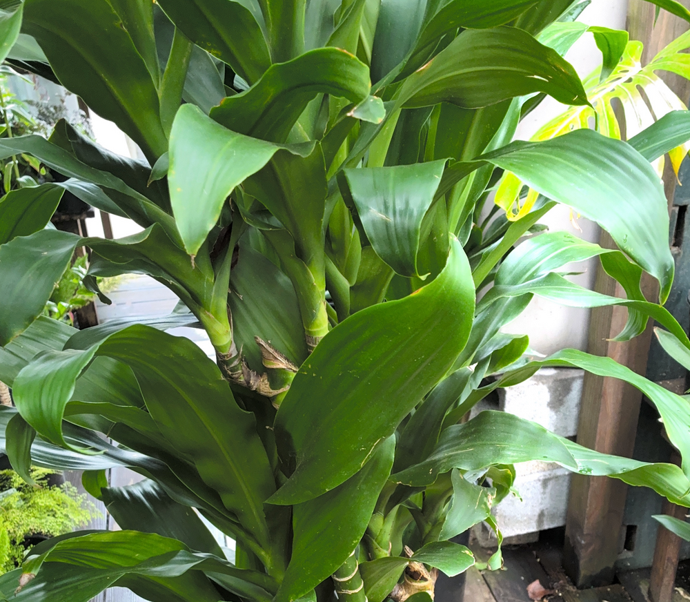 Dracaena 'Michiko'