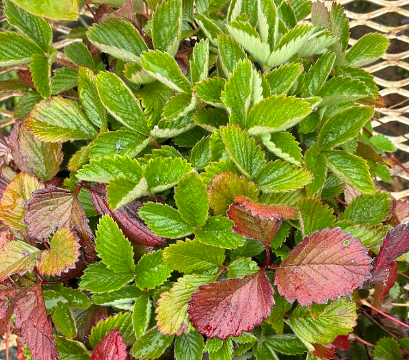 Fragaria vesca 'Reine des Vallees'