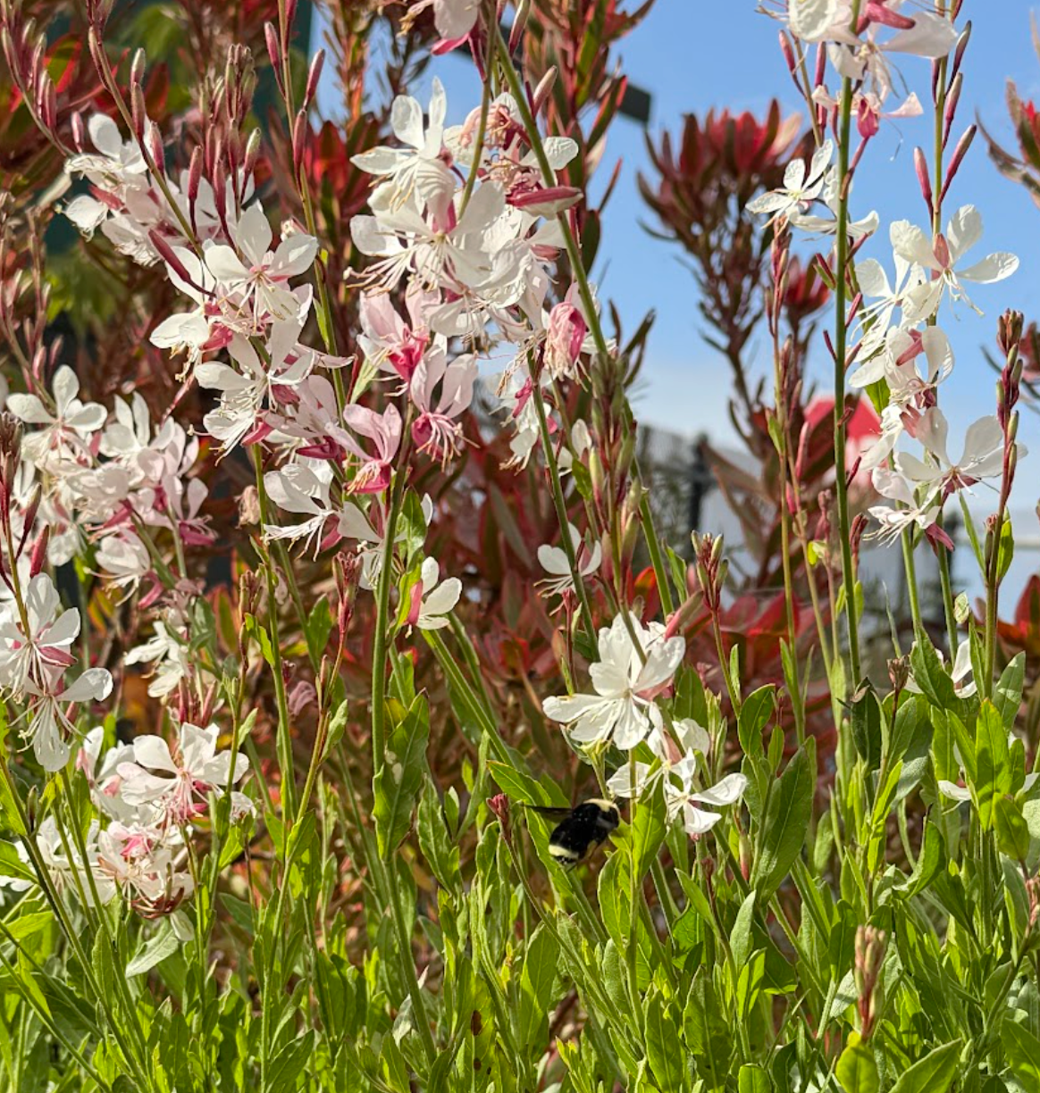 Gaura lindheimeri 'Summer Star White'