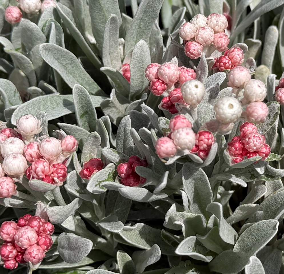 Helichrysum amorginum ‘Ruby Clusters’