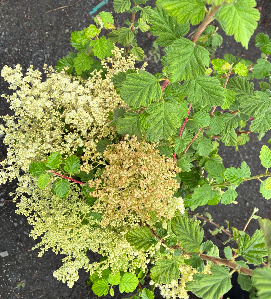 Holodiscus discolor