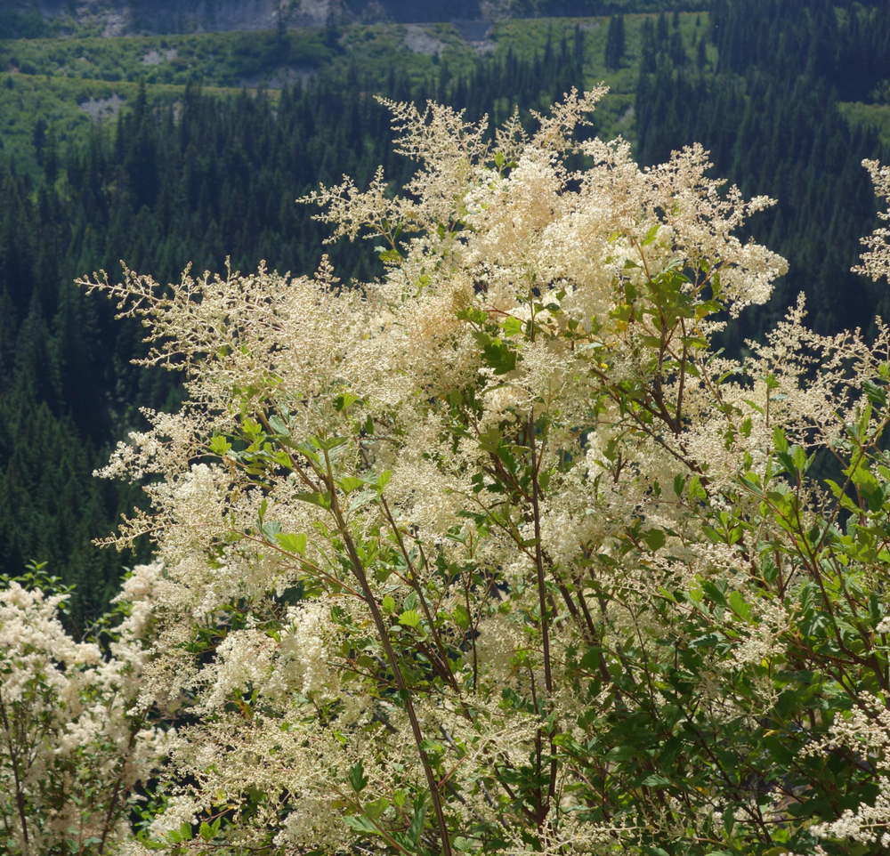 Holodiscus discolor