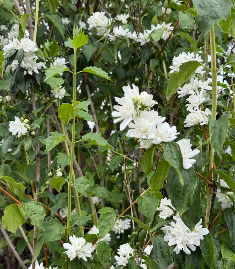 Philadelphus lewisii 'Goose Creek'