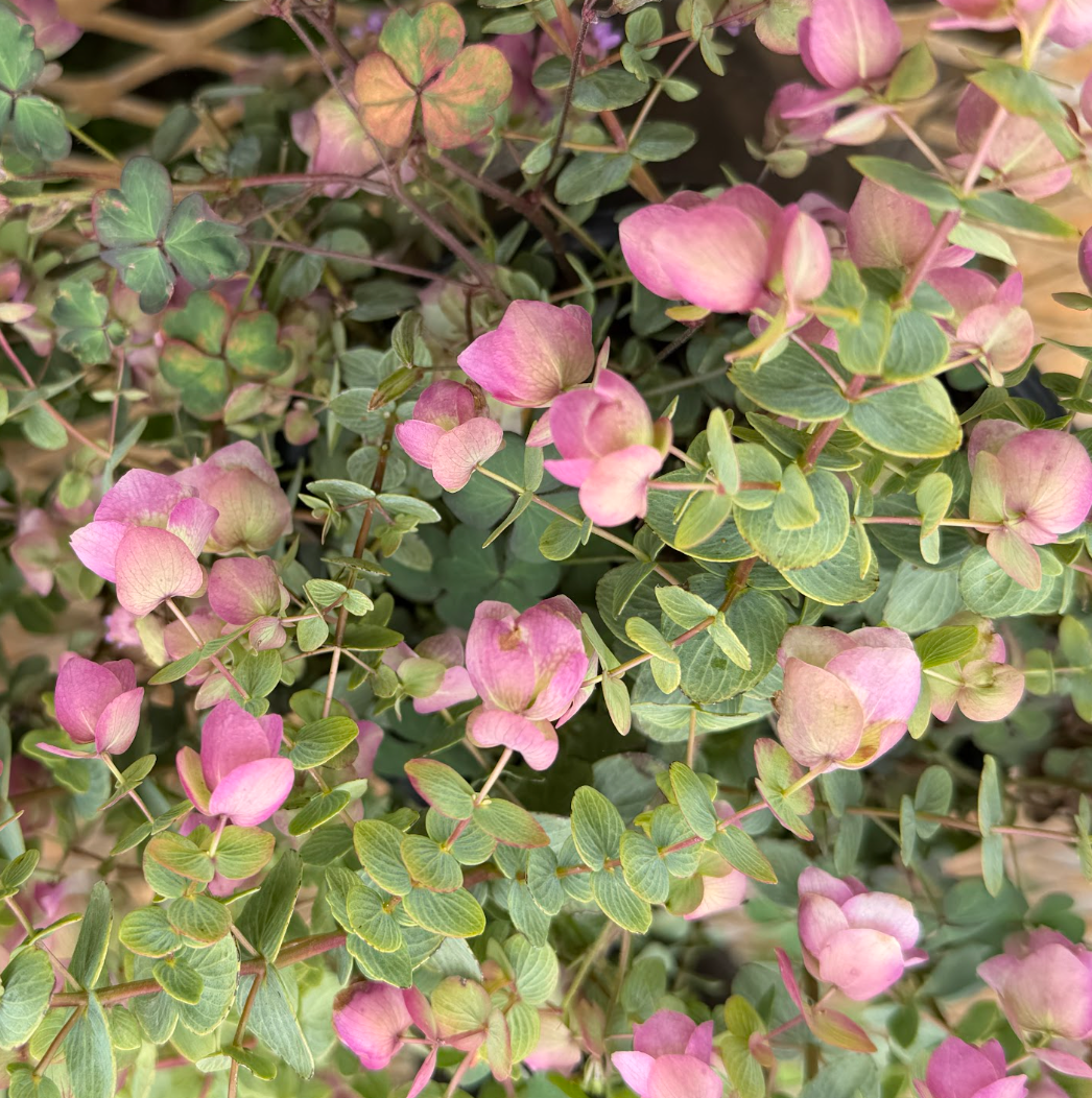 Origanum 'Kent Beauty'