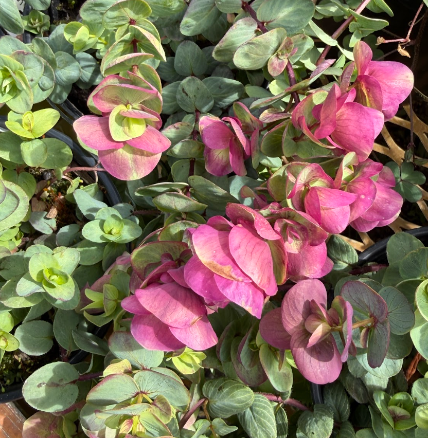 Origanum 'Kirigami'