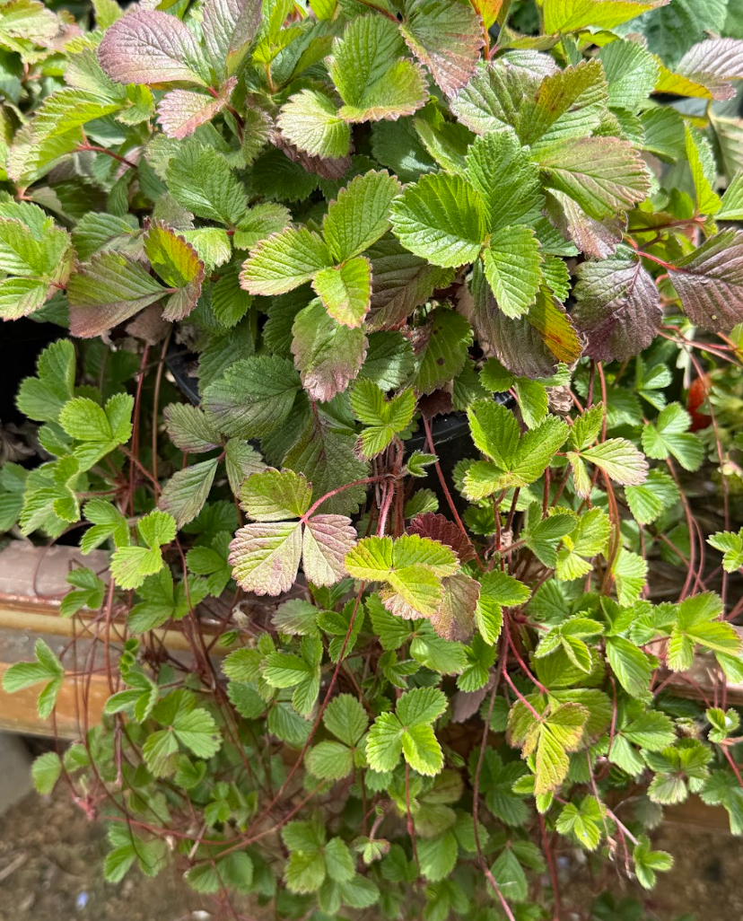 Fragaria vesca 'Reine des Vallees'