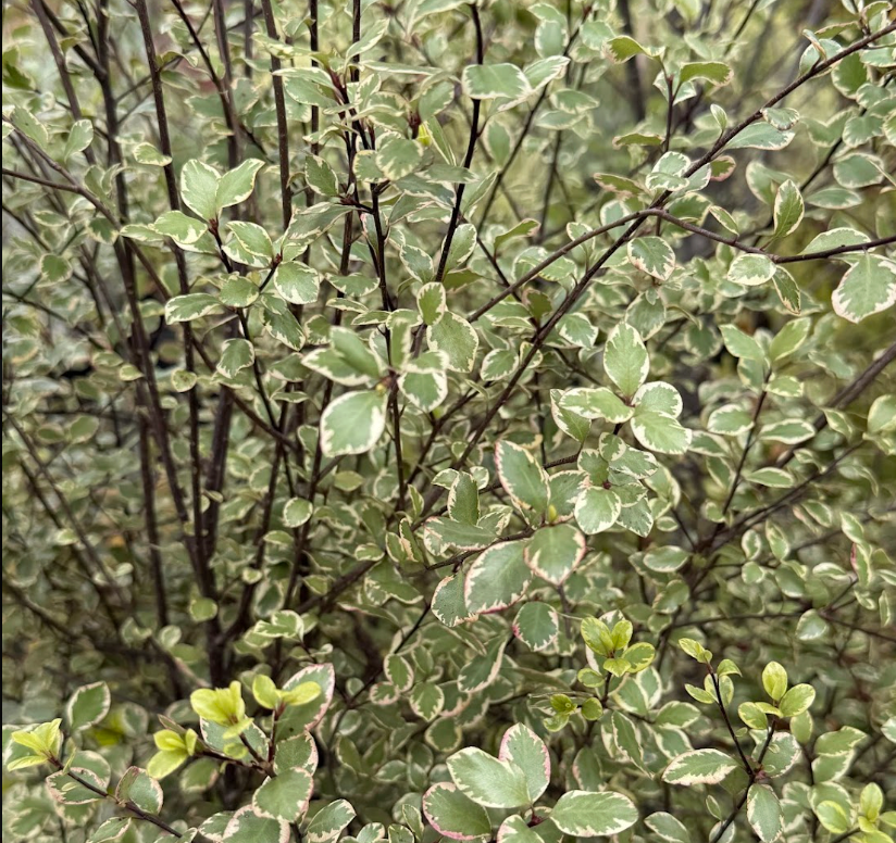 Pittosporum tenuifolium 'Silver Magic'