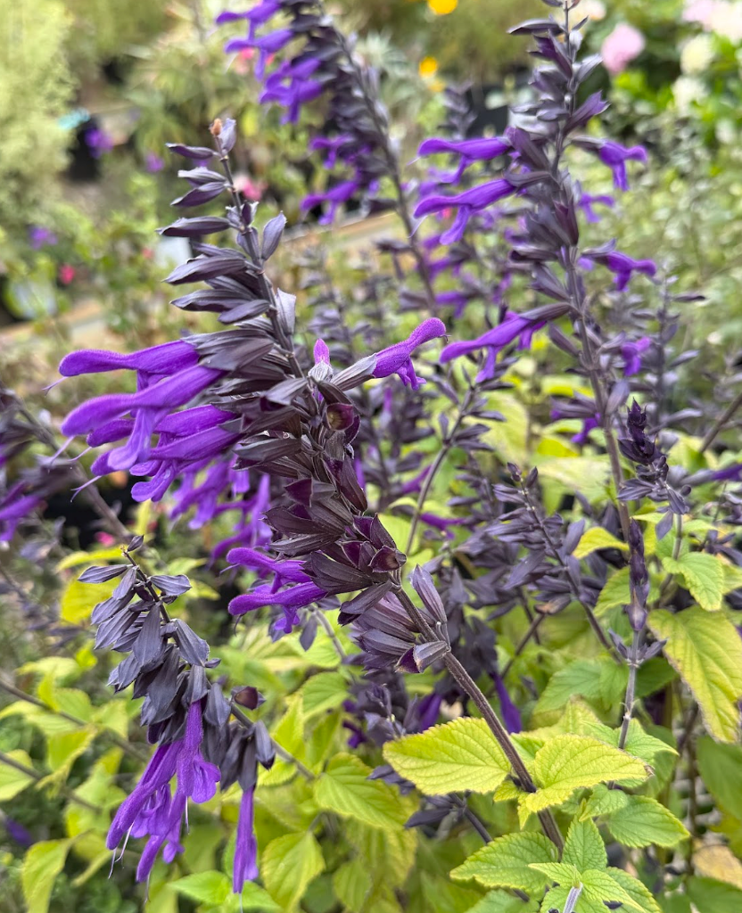 Salvia 'Amistad'
