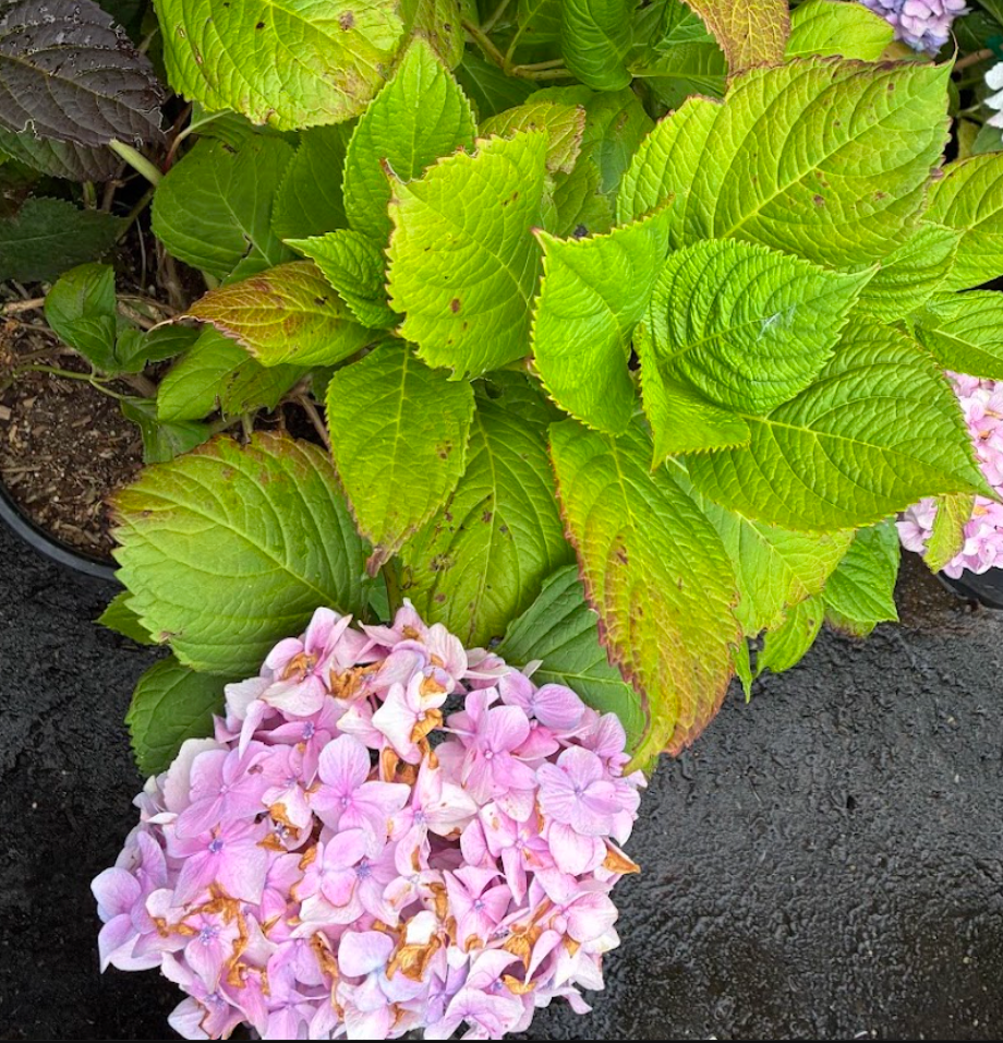 Hydrangea macrophylla- Pink
