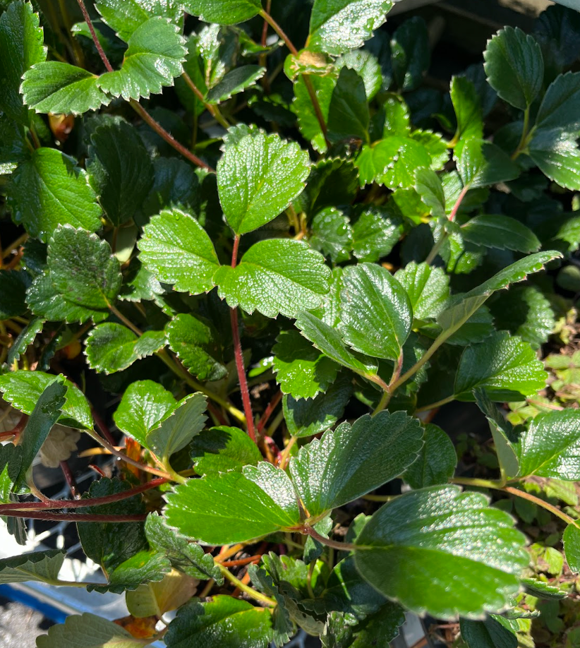 Fragaria chiloensis