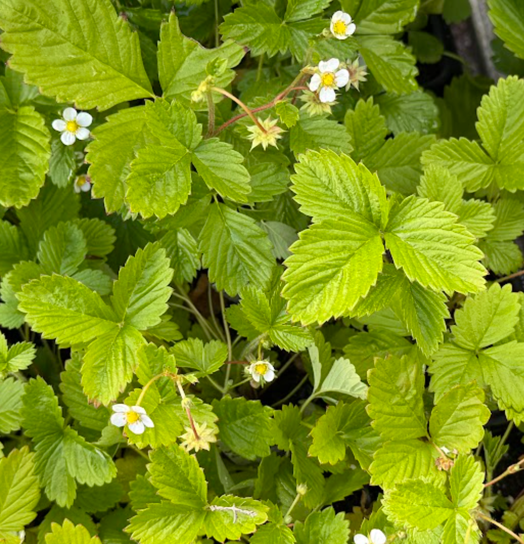 Fragaria vesca 'Improved Rugen'