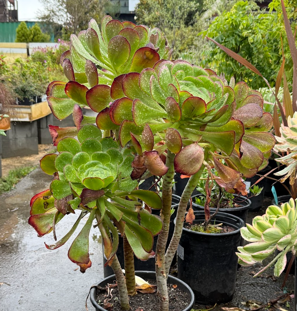Aeonium 'Cyclops'