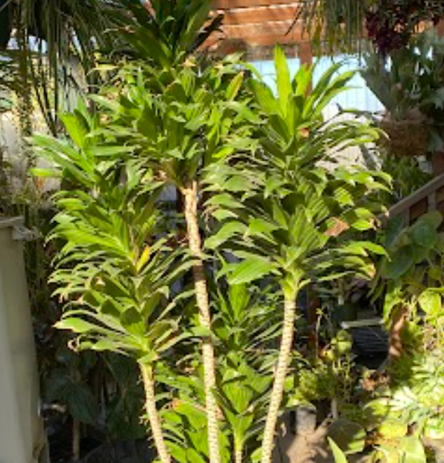 Dracaena compacta