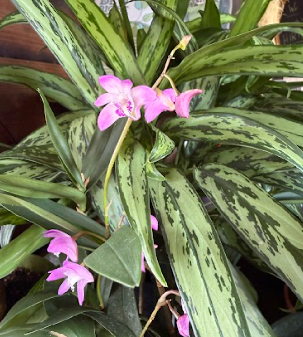Dendrobium kingianum