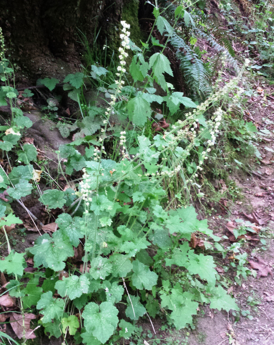 Tellima grandiflora