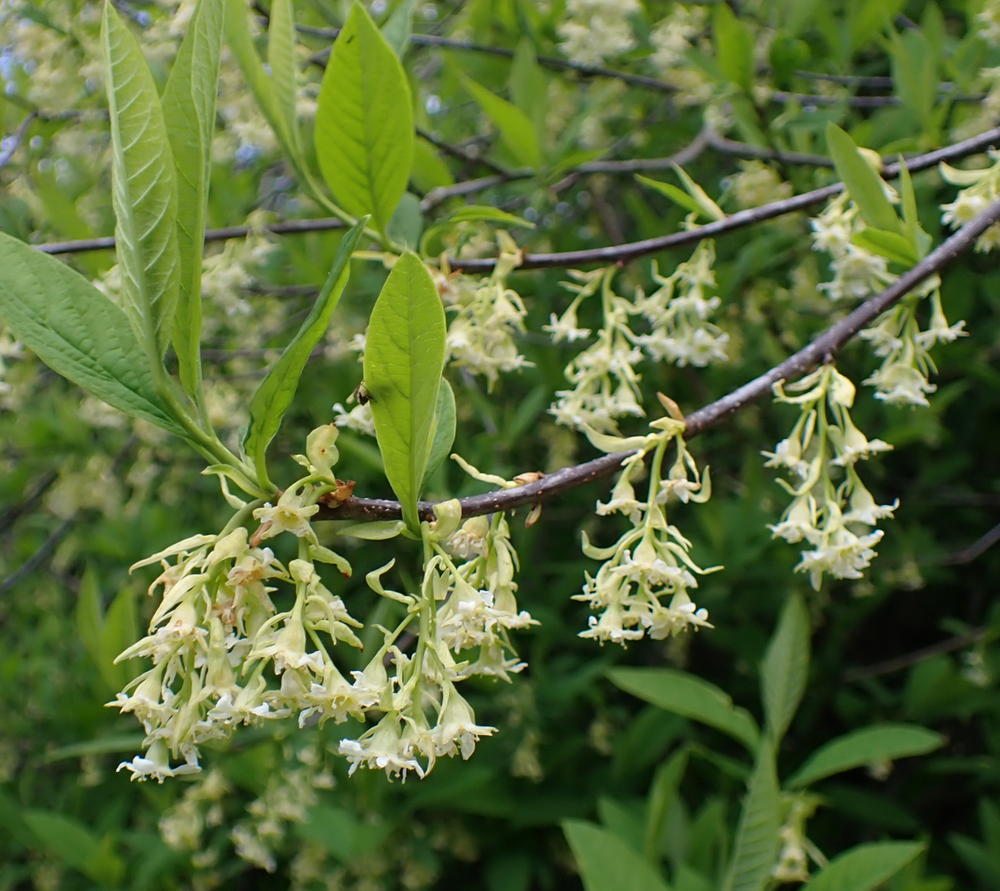 Oemleria cerasiformis