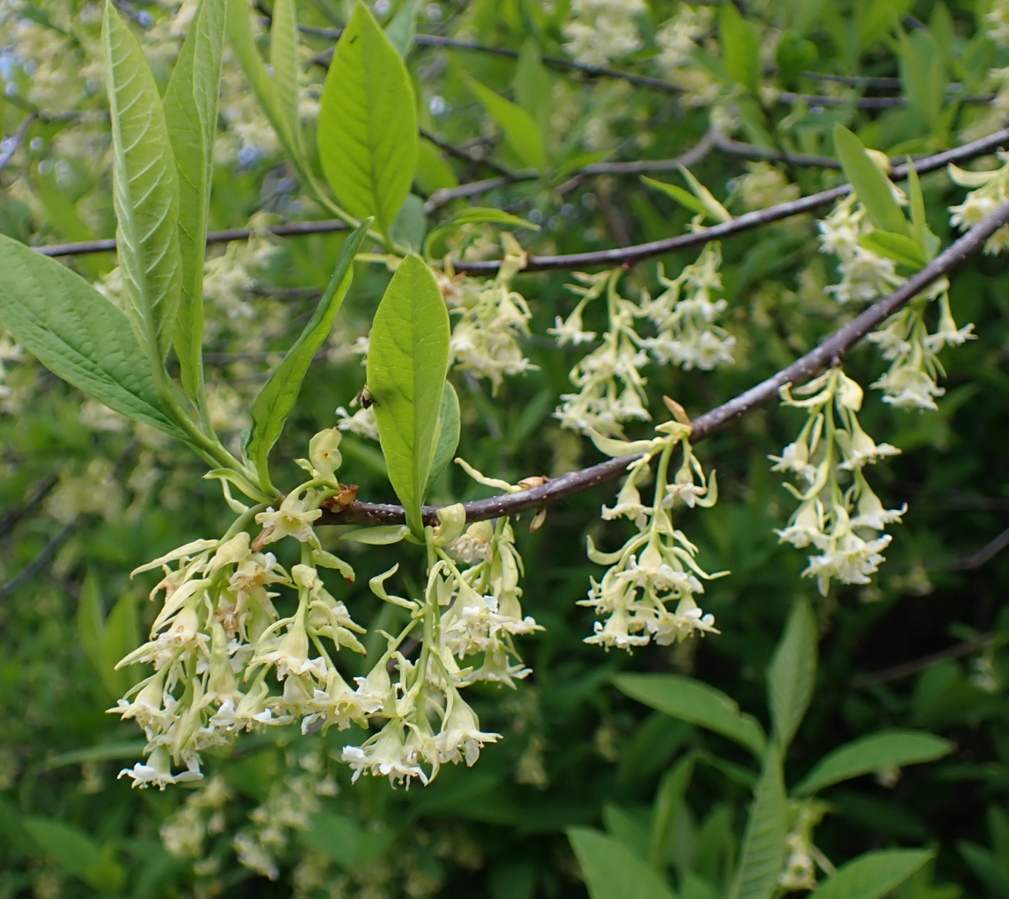 Oemleria cerasiformis