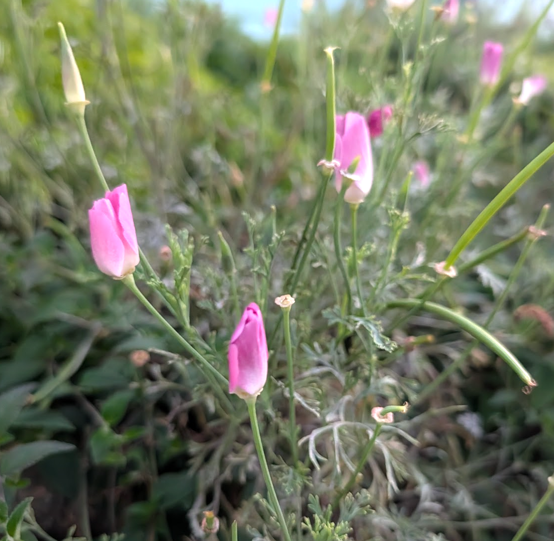 Eschscholzia californica 'Purple Gleam'