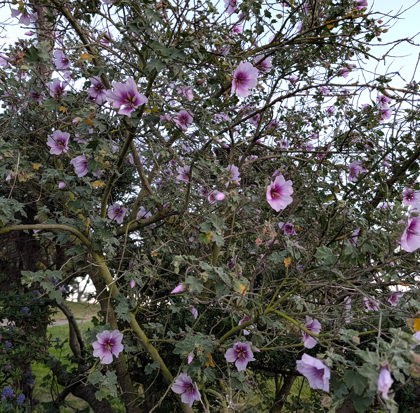 Lavatera bicolor (Malva maritima)