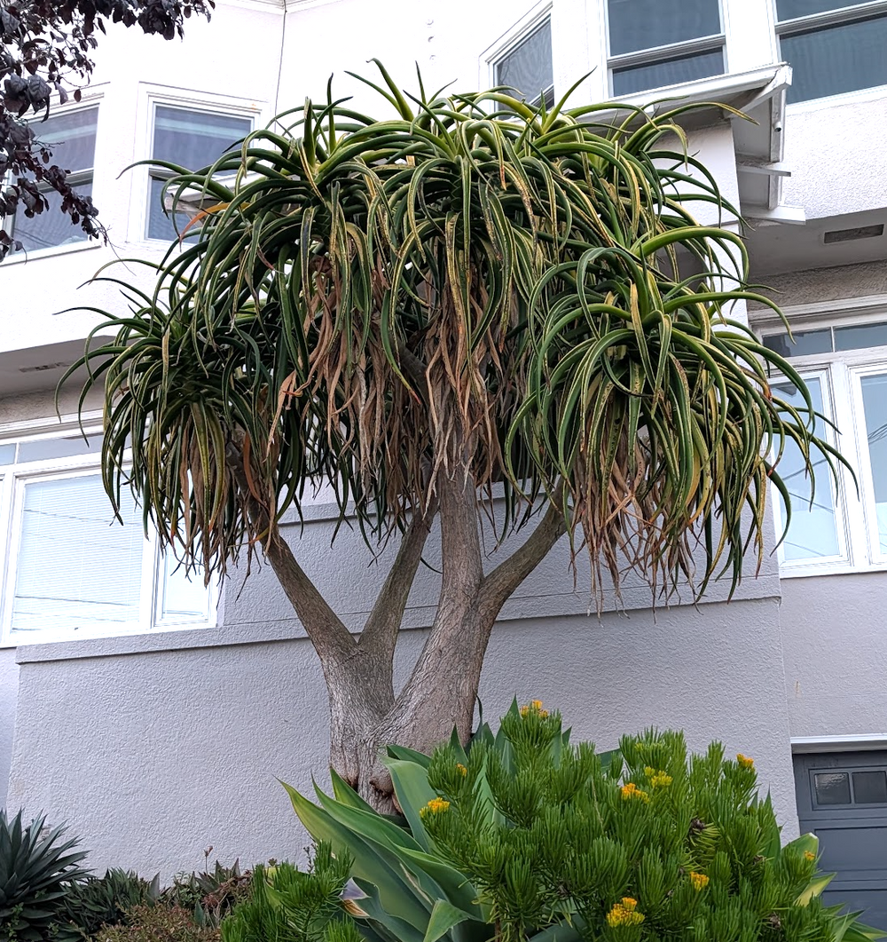Aloidendron barberae (Aloe bainesii)