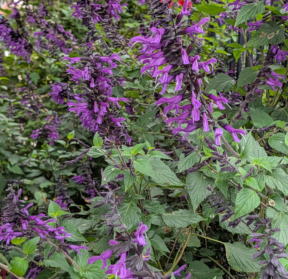Salvia 'Amistad'