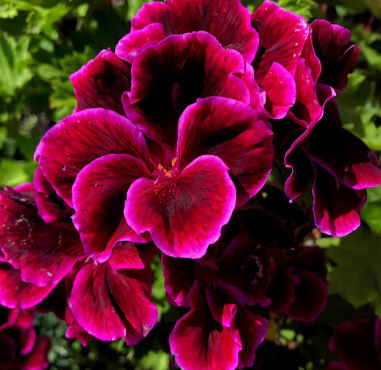 Pelargonium 'Cherries Jubilee'