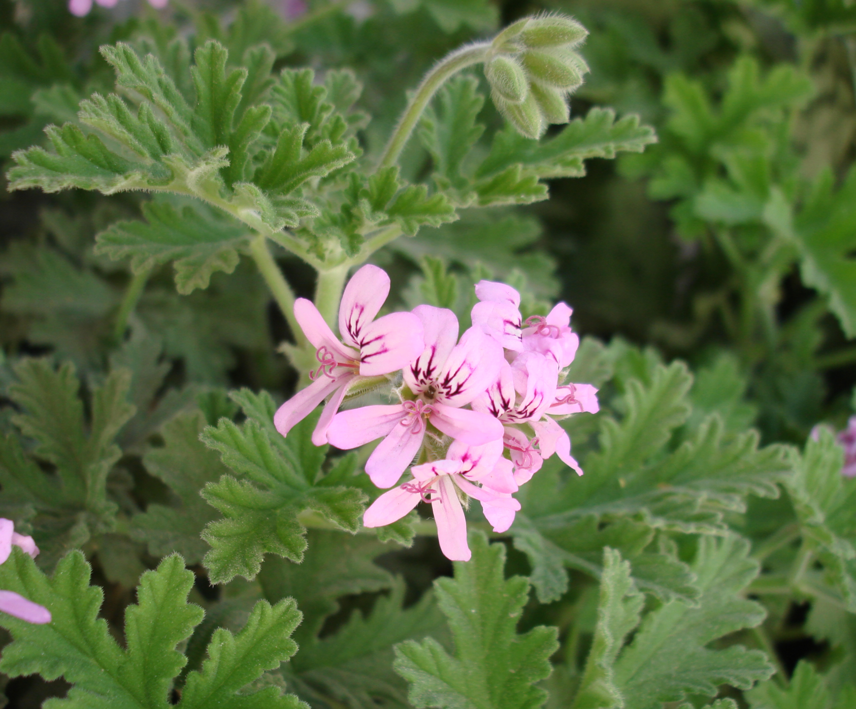 Pelargonium graveolens