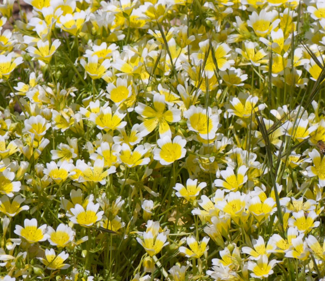 Limnanthes douglasii