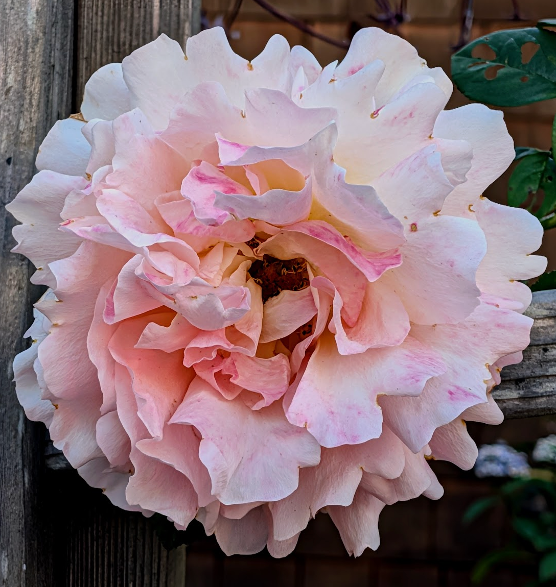 Rosa (Rose) 'Polka'®