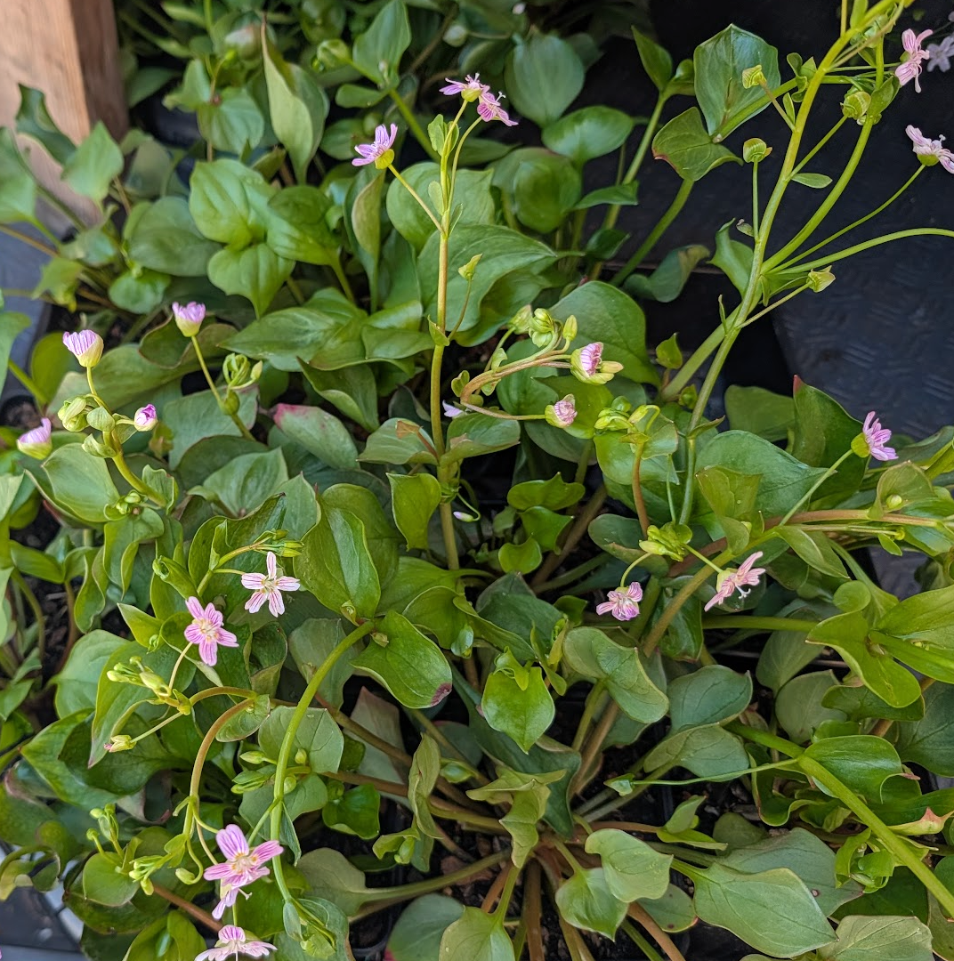Claytonia sibirica