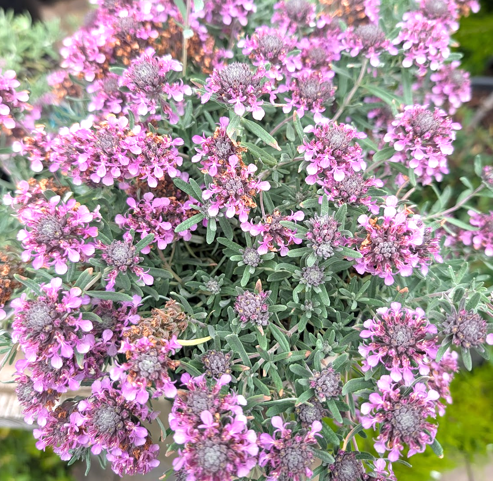 Teucrium aroanium