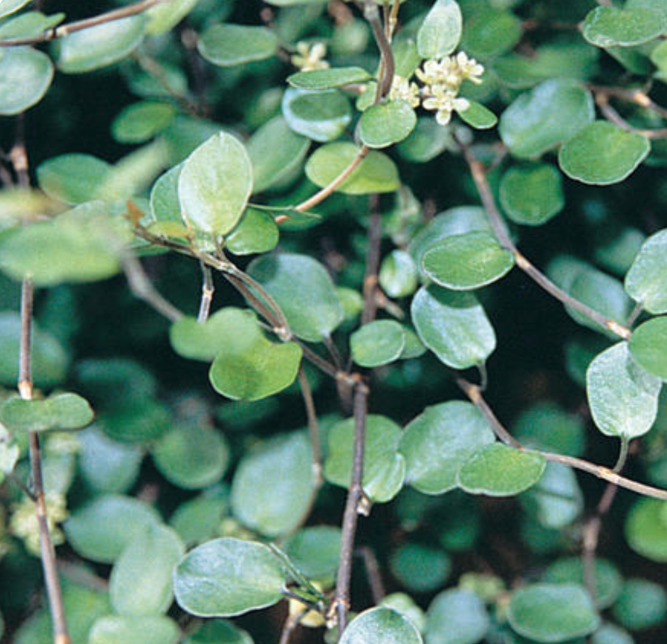 Muehlenbeckia complexa 'Big Leaf'