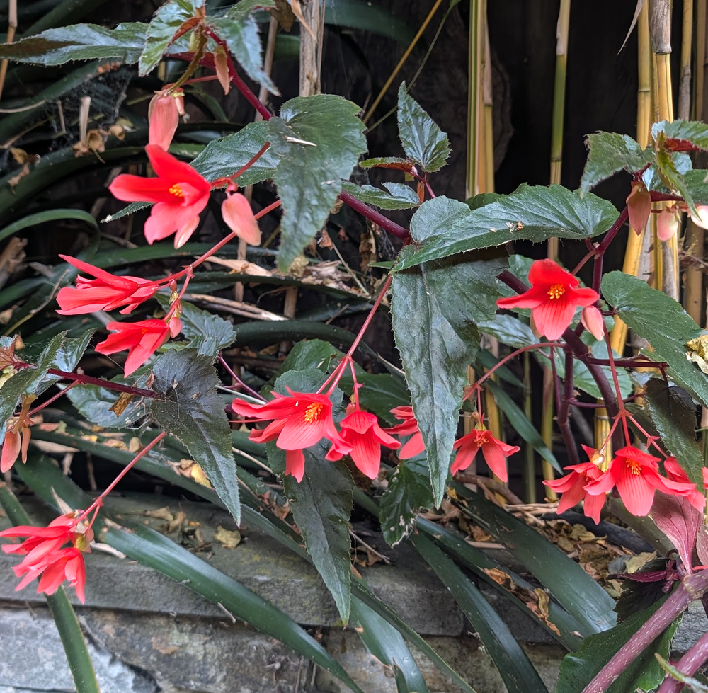 Begonia boliviensis 'Santa Cruz'
